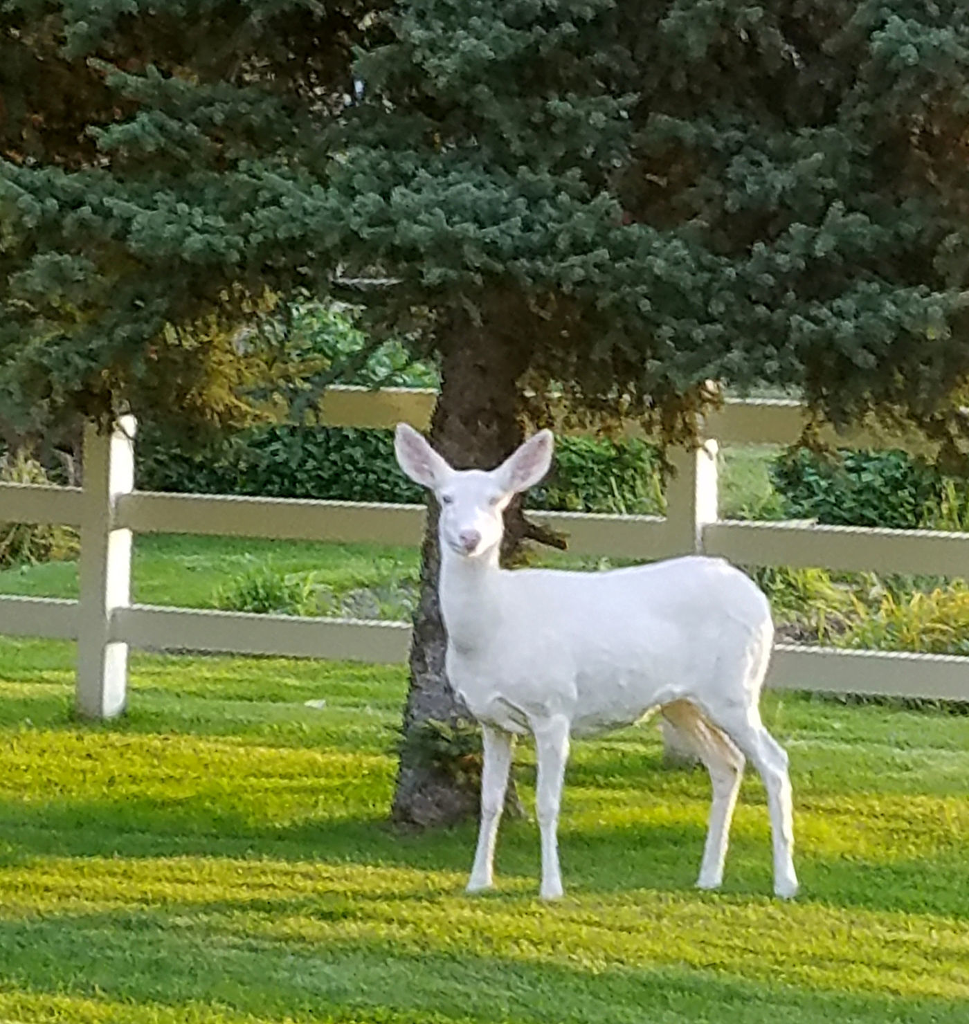 Albino deer